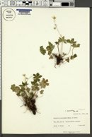 Geranium caespitosum image