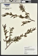 Salix exigua var. exigua image