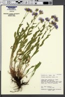 Erigeron speciosus image