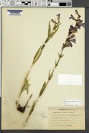 Penstemon cyaneus image