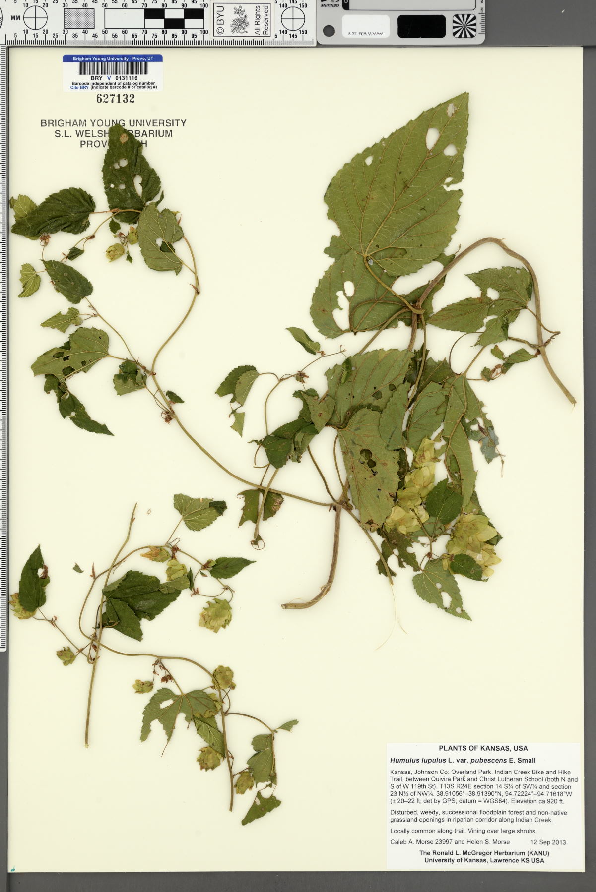 Humulus lupulus var. pubescens image