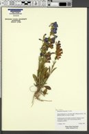 Penstemon fremontii image