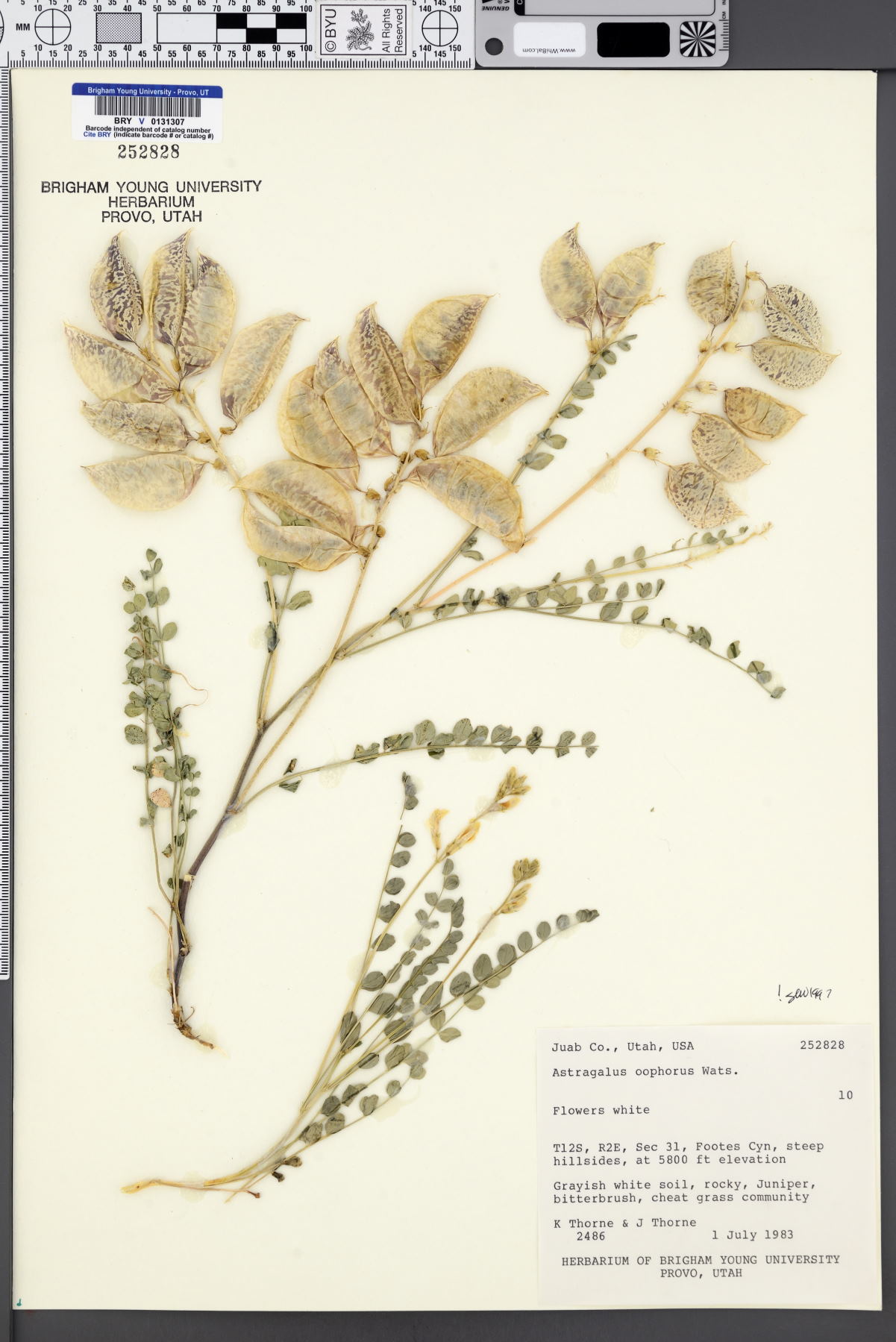 Astragalus oophorus image