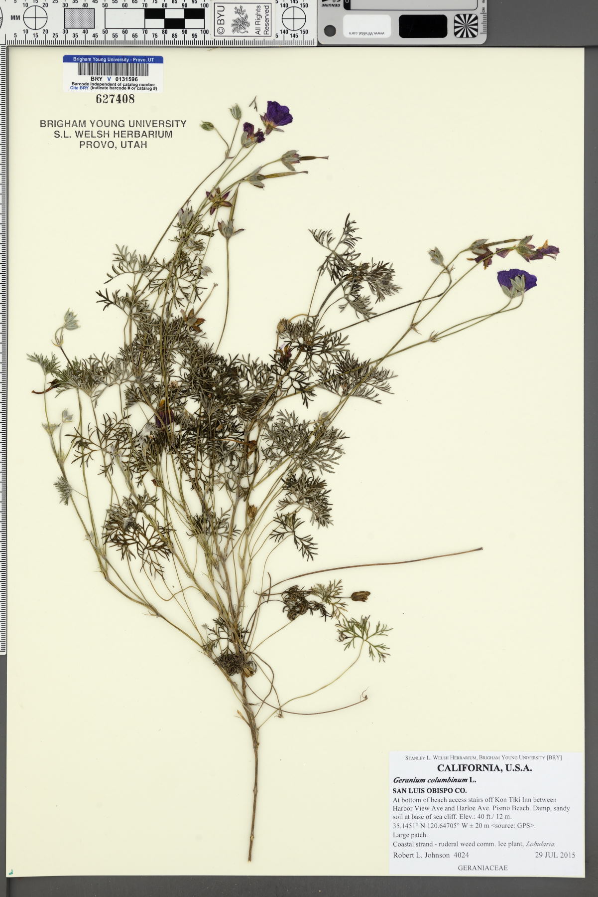 Geranium columbinum image