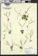 Eriogonum vimineum image