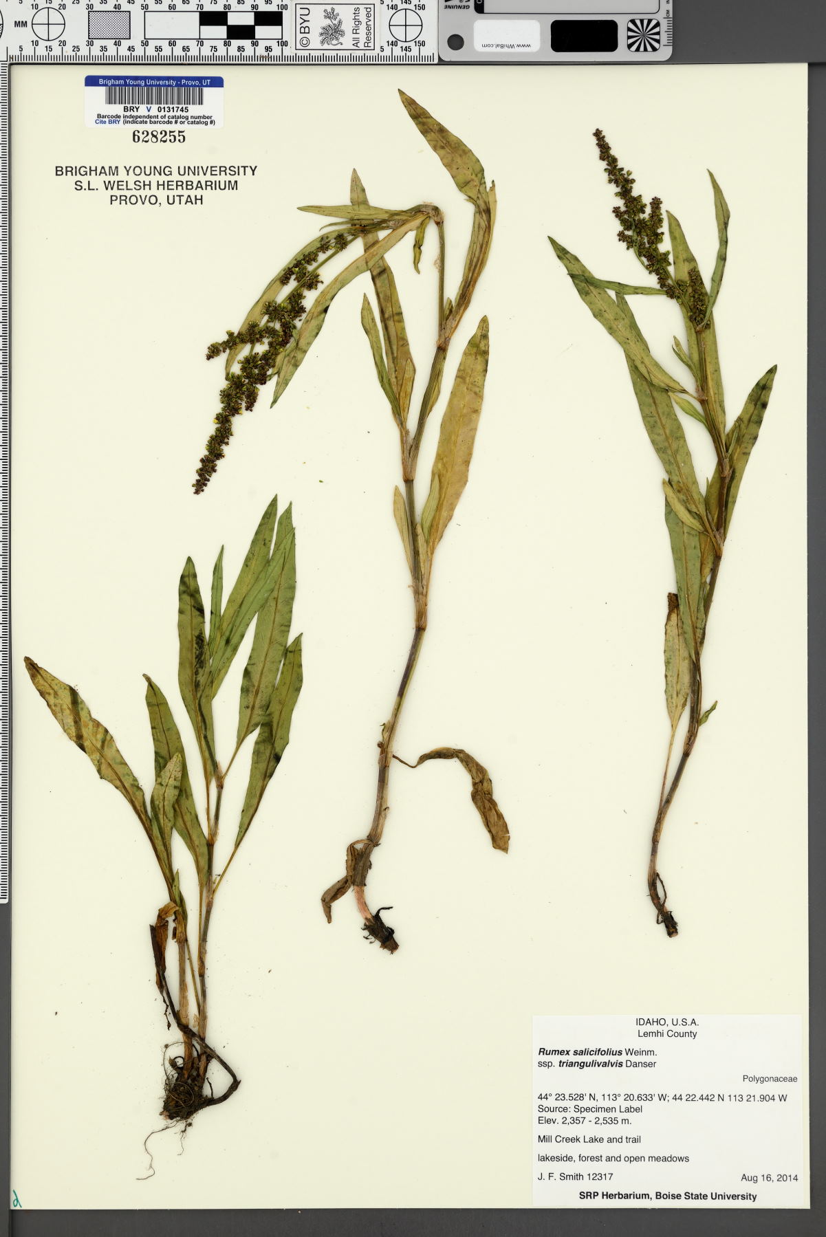 Rumex salicifolius var. mexicanus image