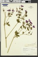 Geranium viscosissimum image