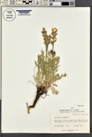 Oxytropis sericea var. sericea image