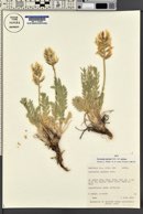 Oxytropis sericea image