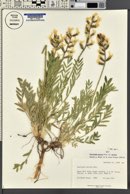 Oxytropis sericea var. sericea image