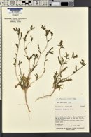 Mentzelia albicaulis image