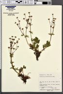 Potentilla diversifolia image