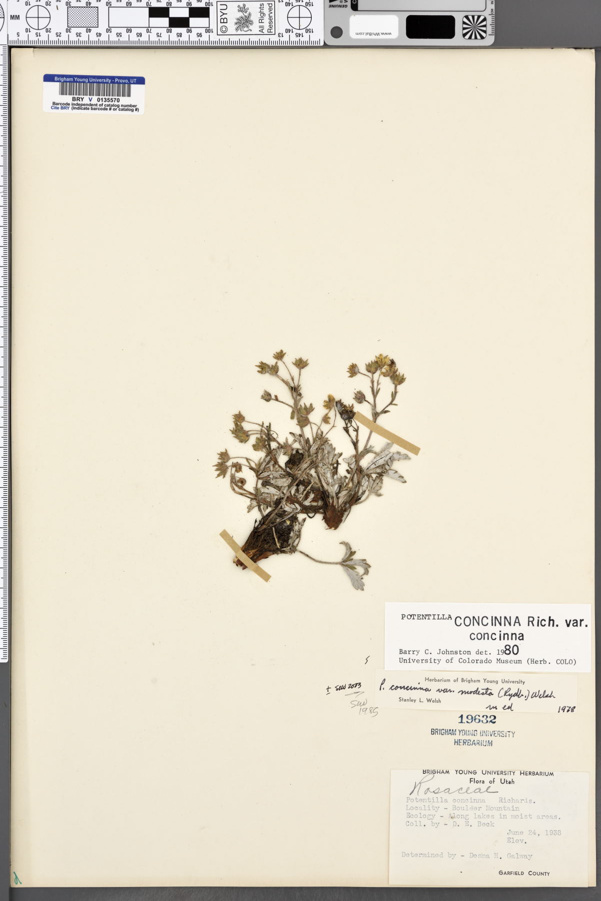 Potentilla rubricaulis image