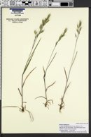 Bromus hordeaceus image