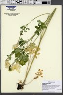 Aquilegia coerulea image