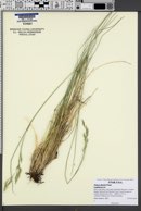 Festuca thurberi image