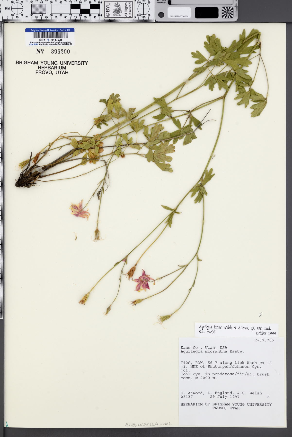 Aquilegia loriae image