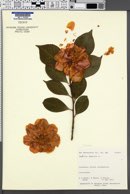 Camellia japonica image