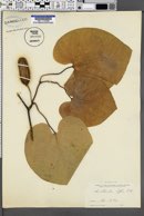 Aristolochia macrophylla image