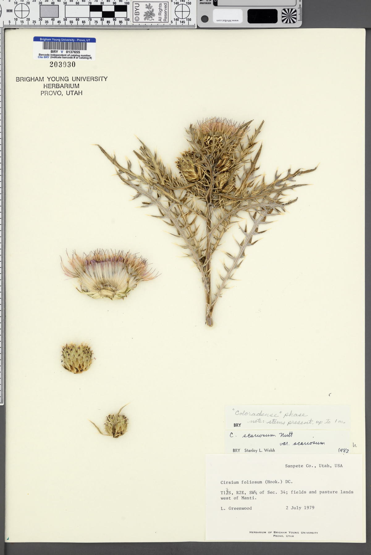 Cirsium scariosum var. scariosum image