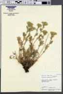 Potentilla pensylvanica image