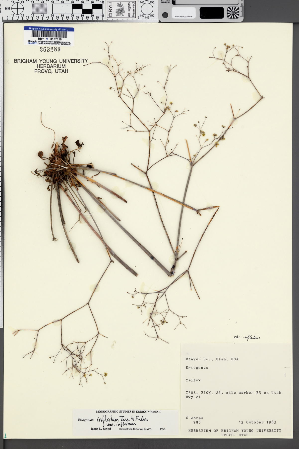 Eriogonum inflatum var. inflatum image