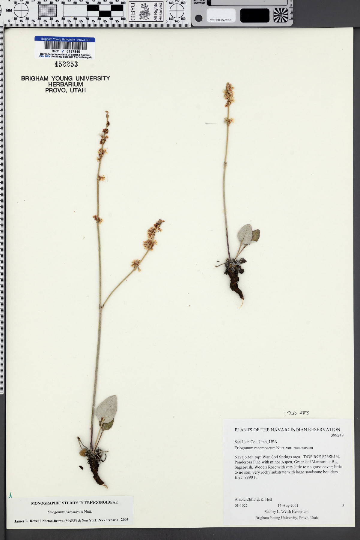 Eriogonum racemosum var. racemosum image