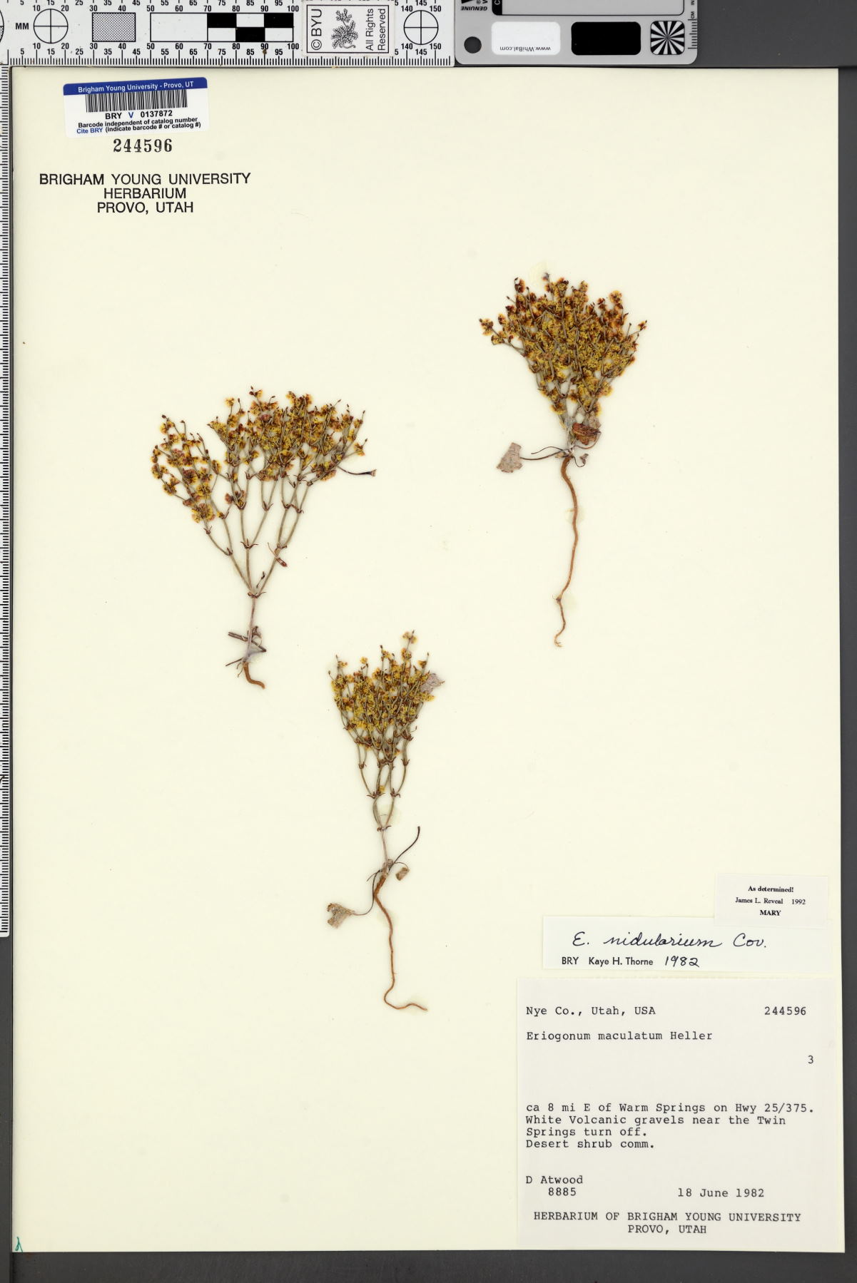 Eriogonum nidularium image