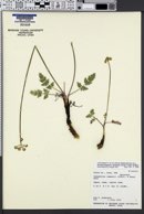 Pseudocymopterus montanus image