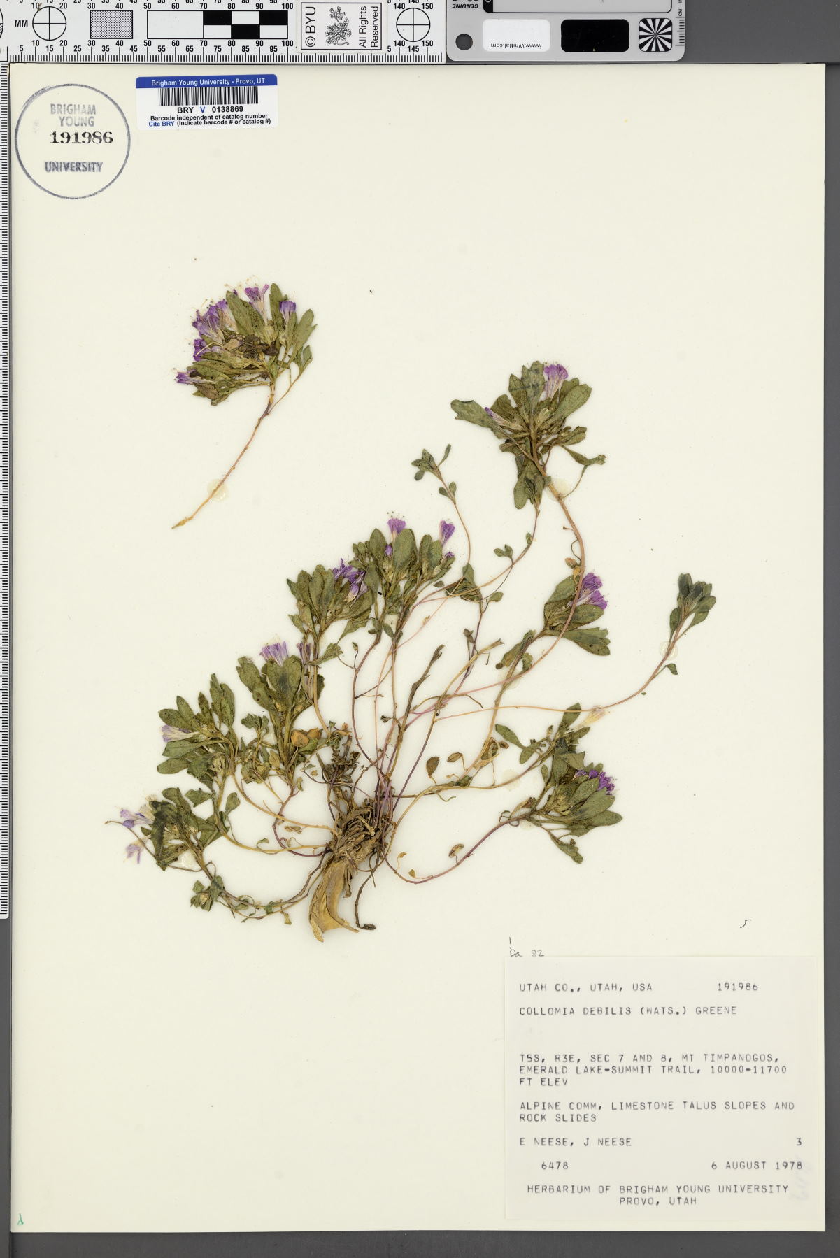 Collomia debilis image