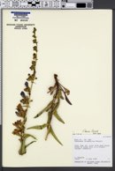 Penstemon laevis image