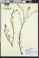 Sisymbrium altissimum image