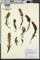 Castilleja revealii image