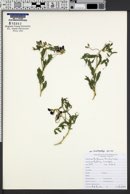 Lathyrus brachycalyx image