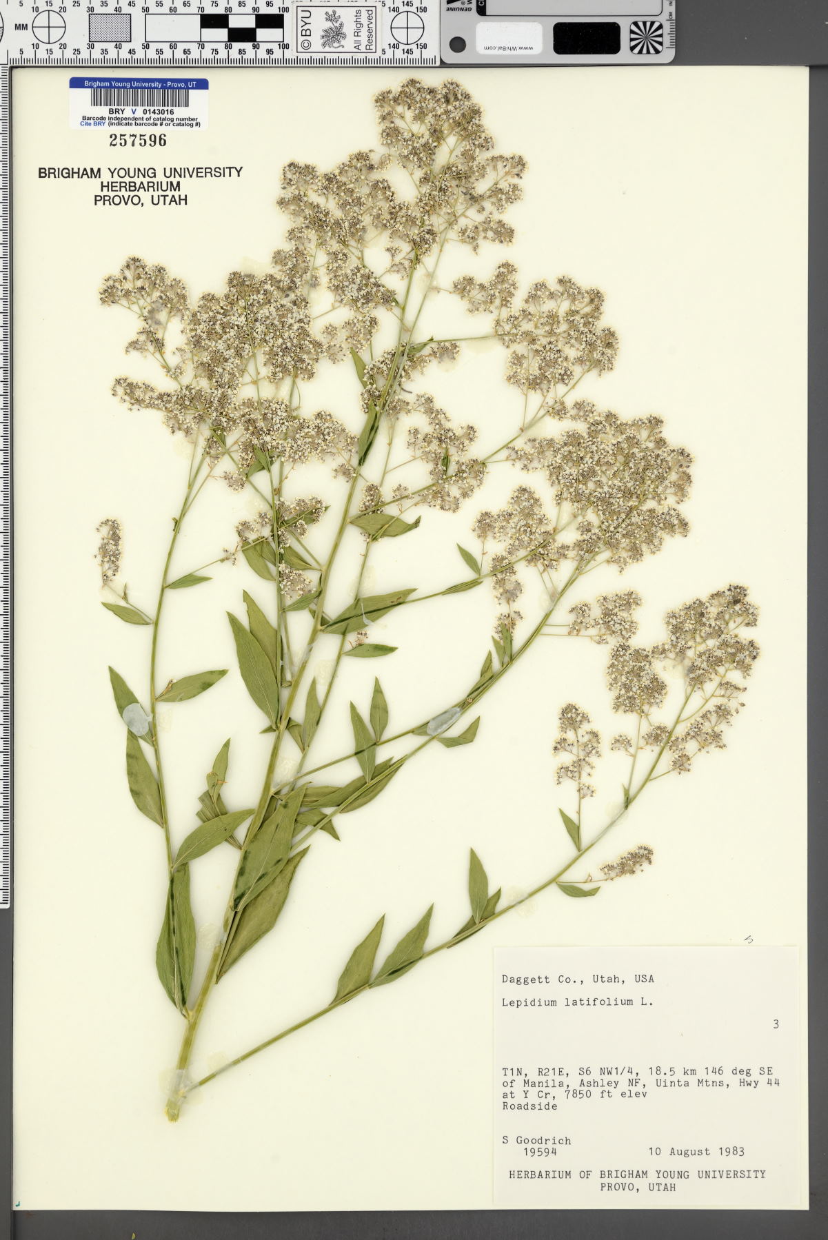 Lepidium latifolium image