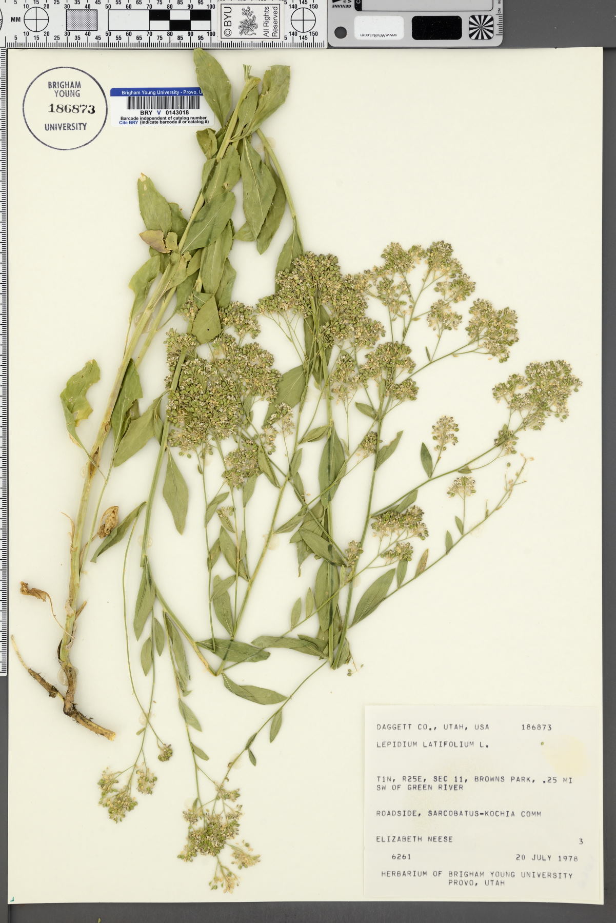 Lepidium latifolium image