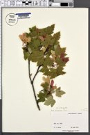 Acer glabrum image