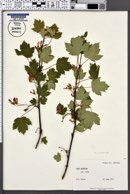 Acer glabrum image