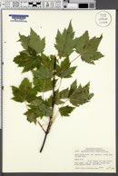 Acer glabrum image