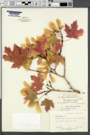 Acer grandidentatum image