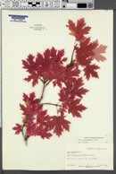 Acer grandidentatum image