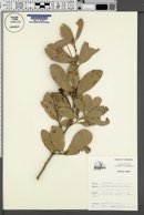 Quercus virginiana image