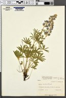 Lupinus sericeus var. flexuosus image