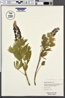 Lupinus sericeus image