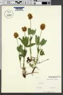 Trifolium longipes image