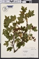 Acer grandidentatum image