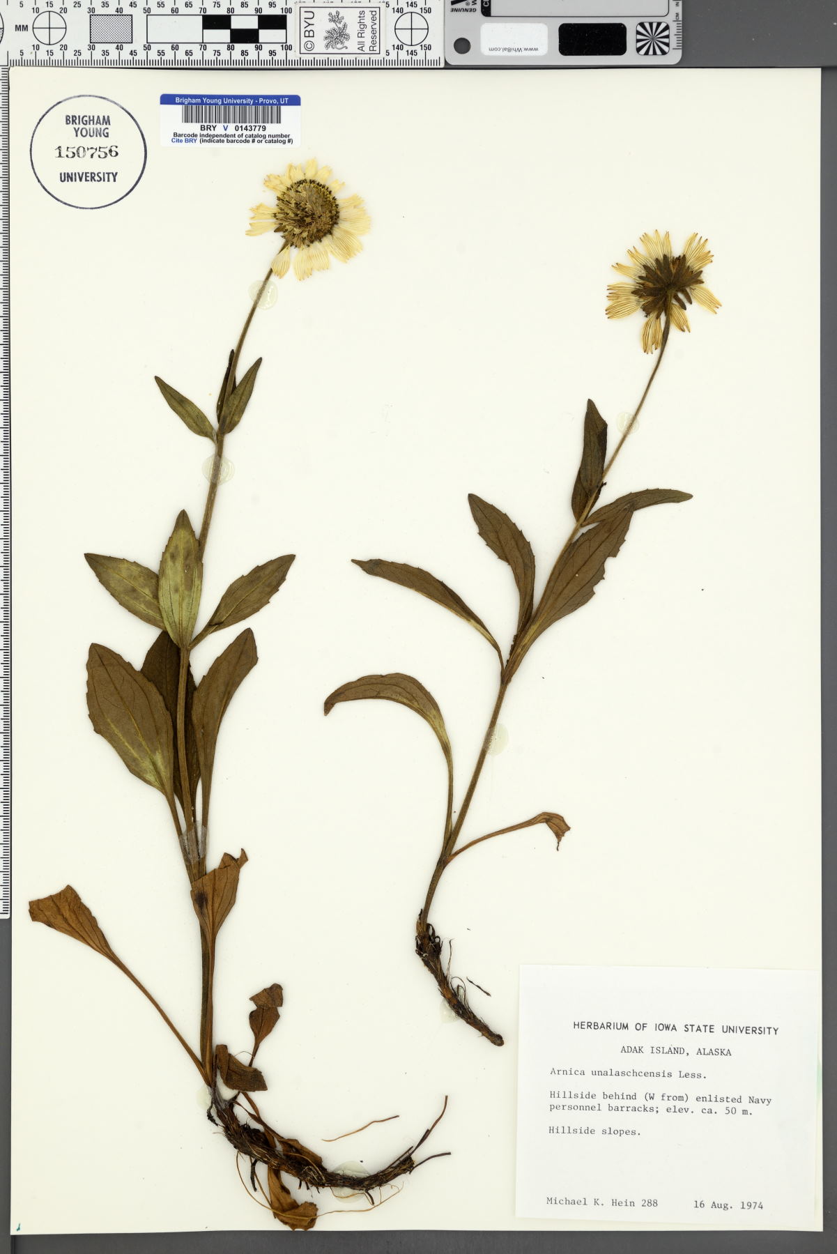 Arnica unalaschcensis image