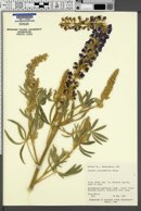 Lupinus leucophyllus image