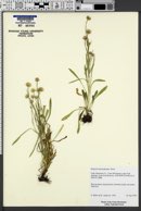 Erigeron lonchophyllus image