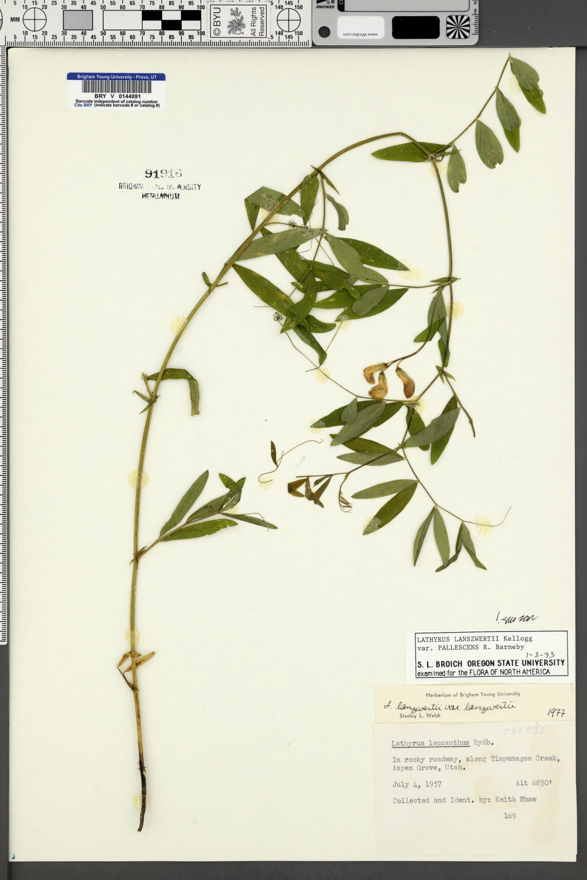 Lathyrus lanszwertii var. pallescens image